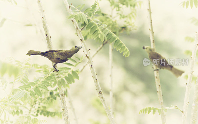 画眉(Turdus rufiventris)， Ubajara，巴西